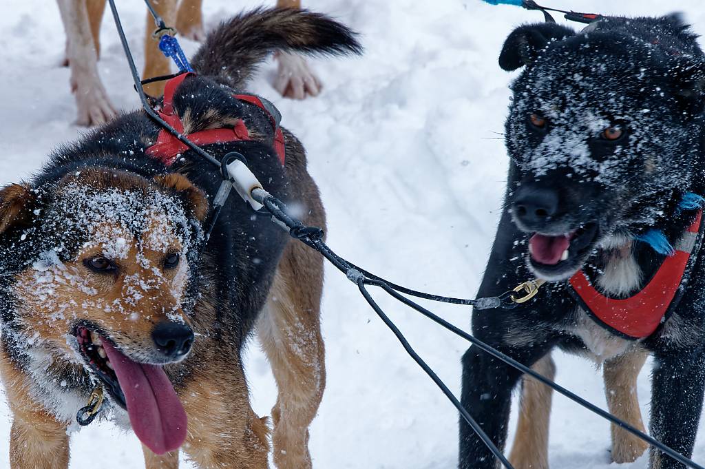 Rovaniemi Husky und Schneemobil MZ6_6490_DxO