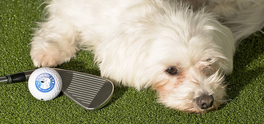 Foto Golf mit Hunden 2_1_DxO