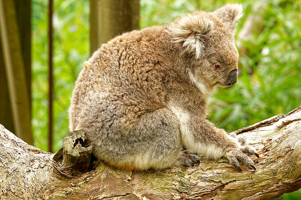 Koala Reserve MZ6 _1286_DxO_DxO