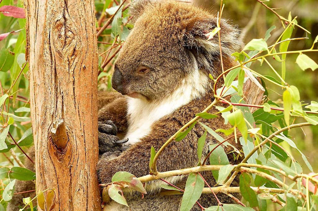 Koala Reserve MZ6 _1304_DxO_DxO