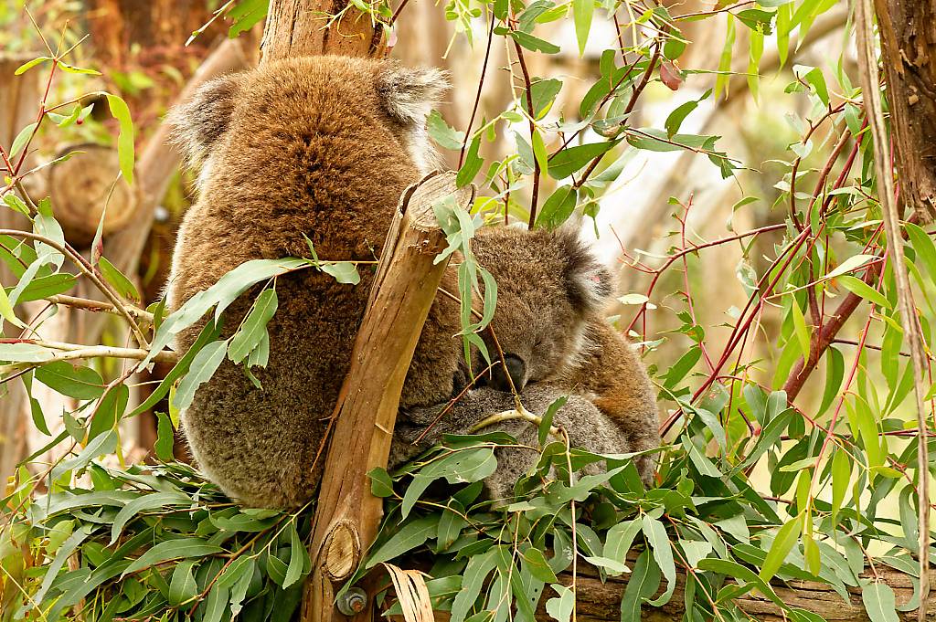 Koala Reserve MZ6 _1309_DxO_DxO