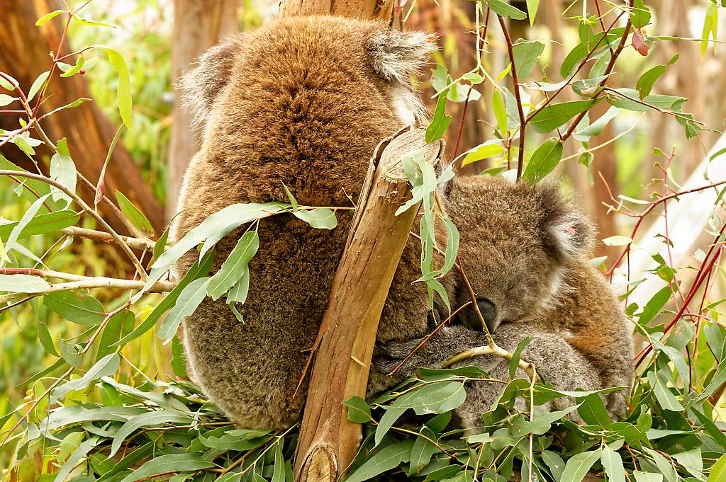 Koala Reserve MZ6 _1310_DxO_DxO