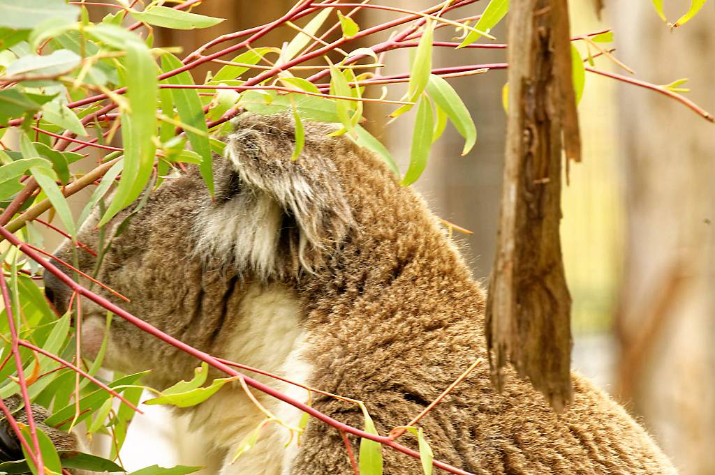 Koala Reserve MZ6 _1316_DxO_DxO