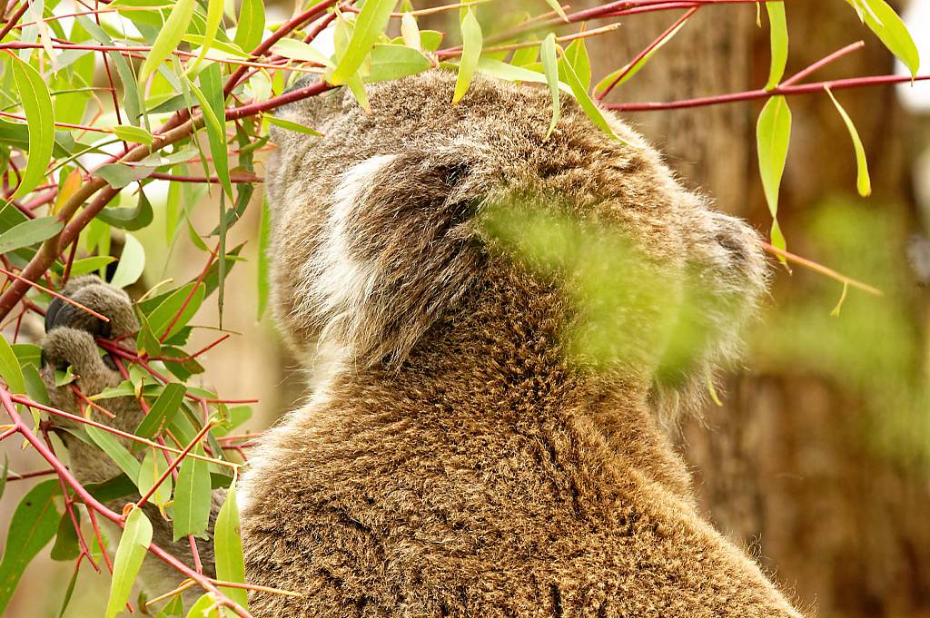 Koala Reserve MZ6 _1319_DxO_DxO