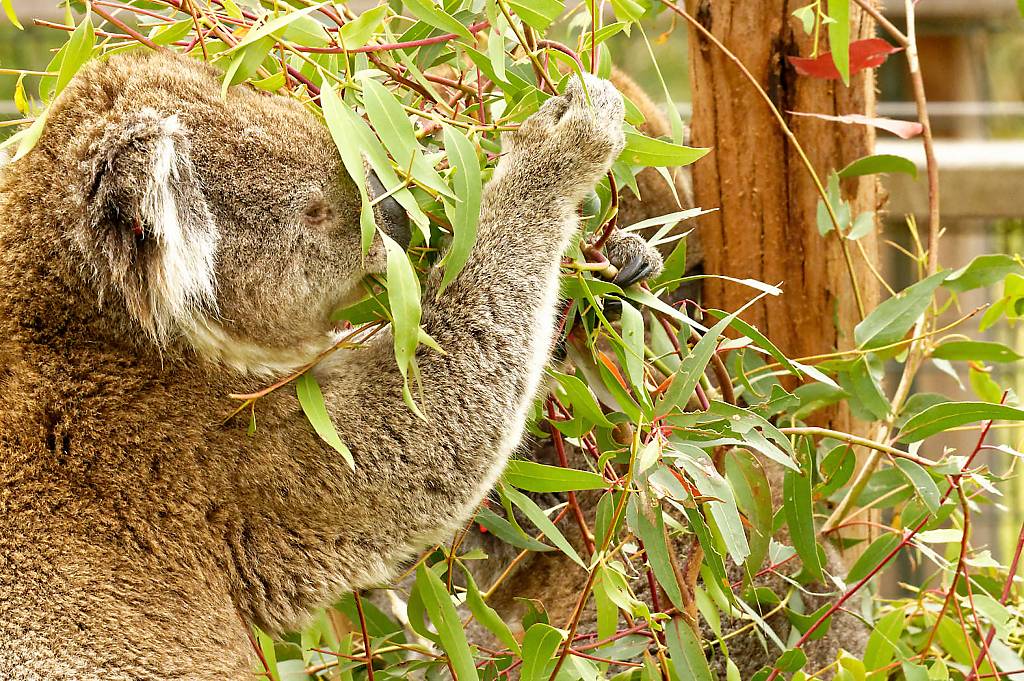 Koala Reserve MZ6 _1323_DxO_DxO