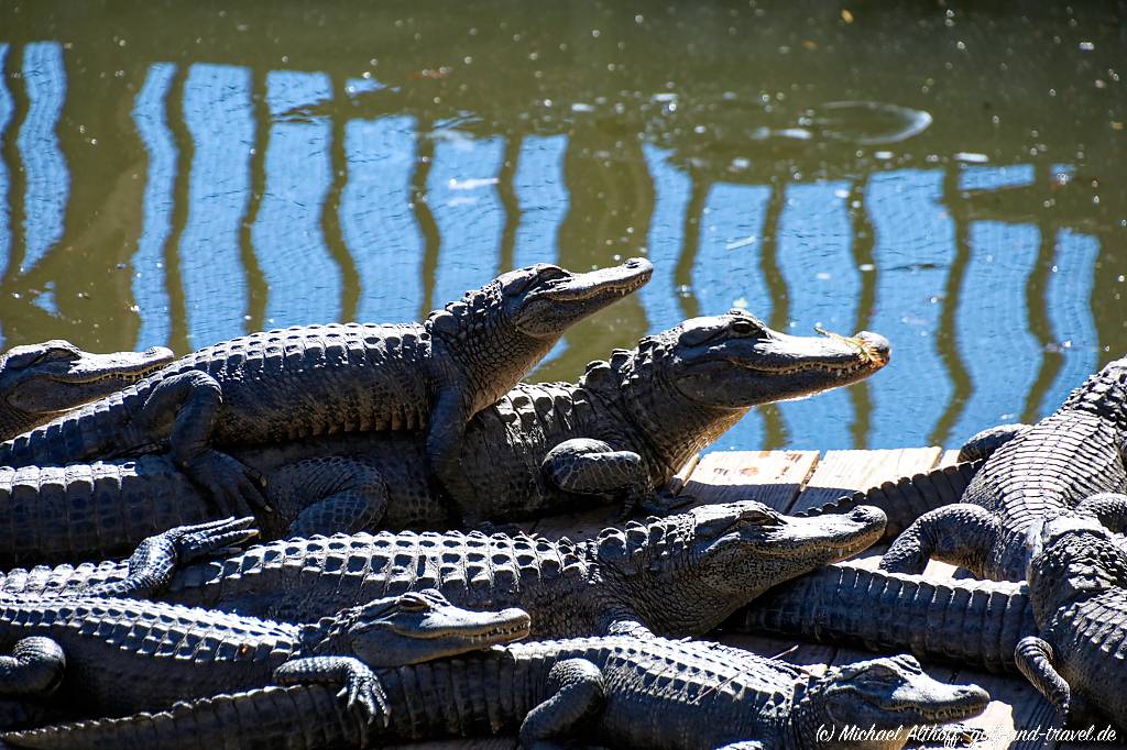 Gatorland Fotos MA7 _0421_DxO