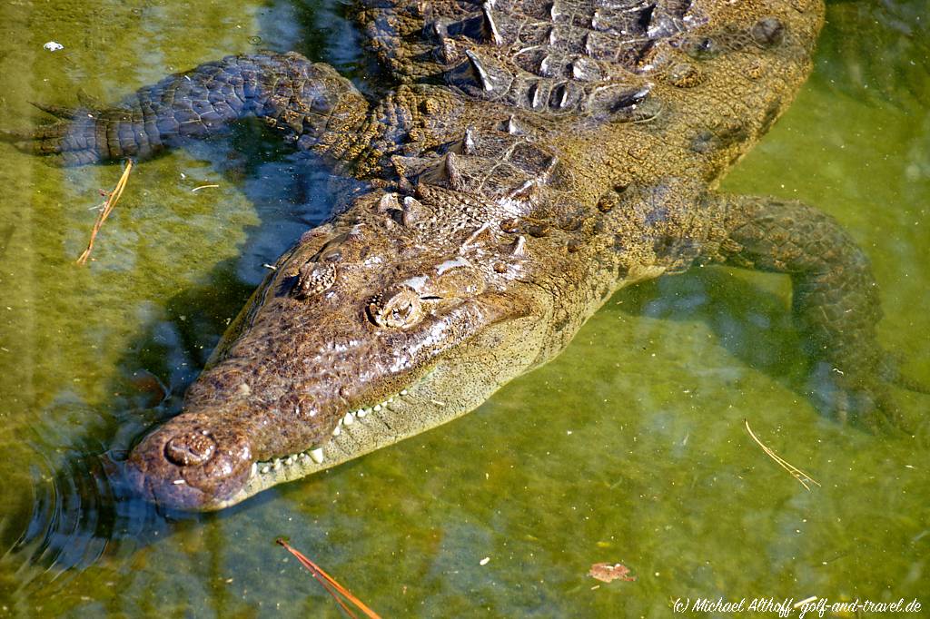 Gatorland Fotos MA7 _0550_DxO