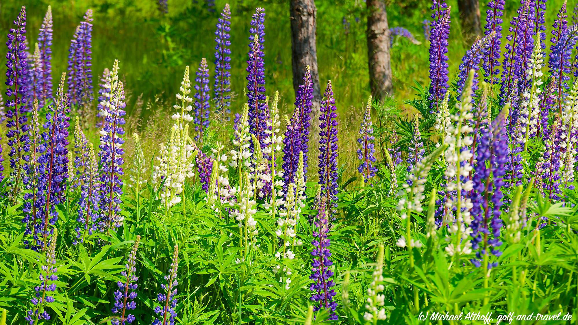 Master Forest Course Bahn 1-9 MZ6 _4931_DxO
