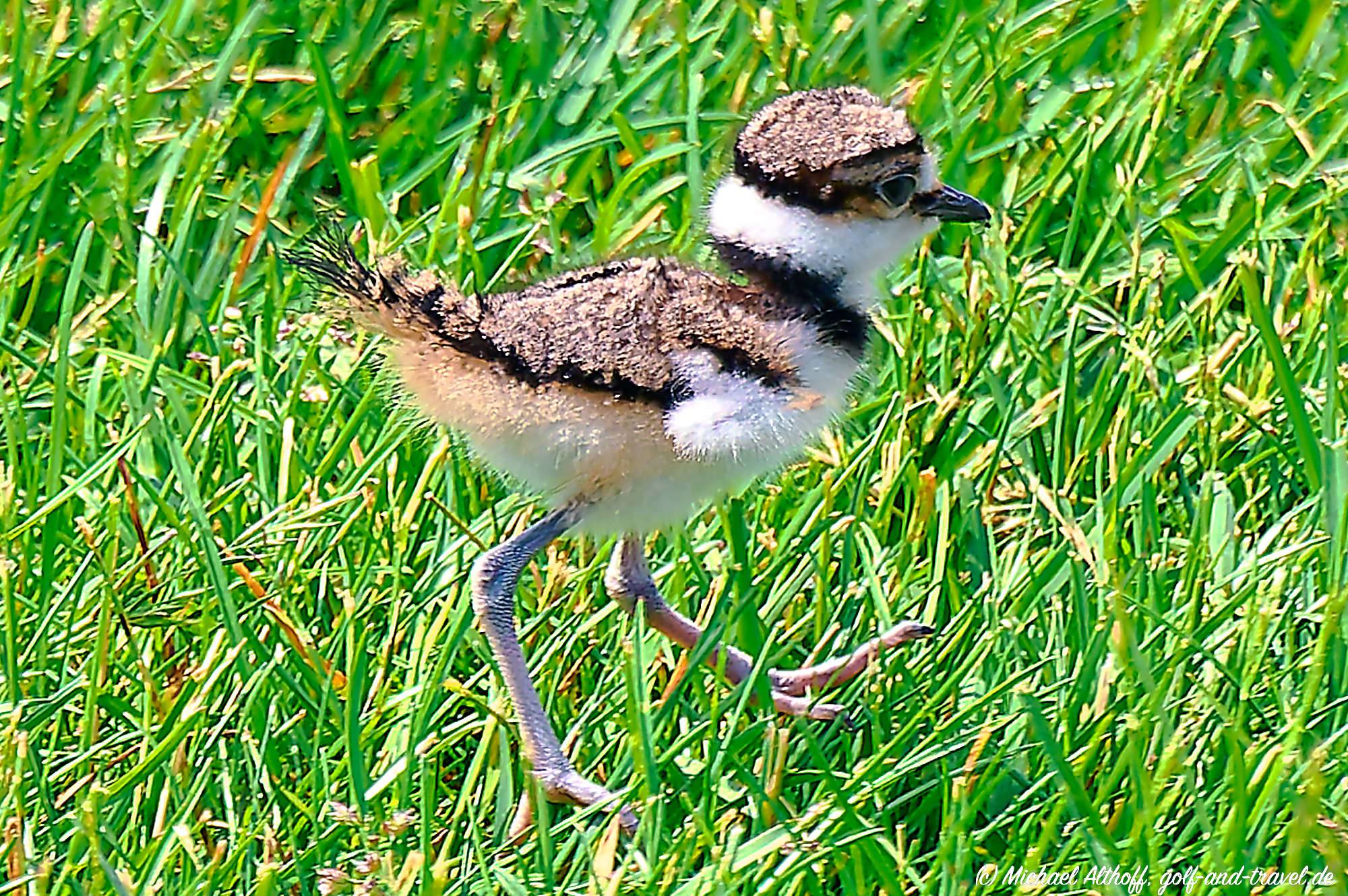 Ballys Golf Links Bahn 10-18 MZ6 _2253_DxO