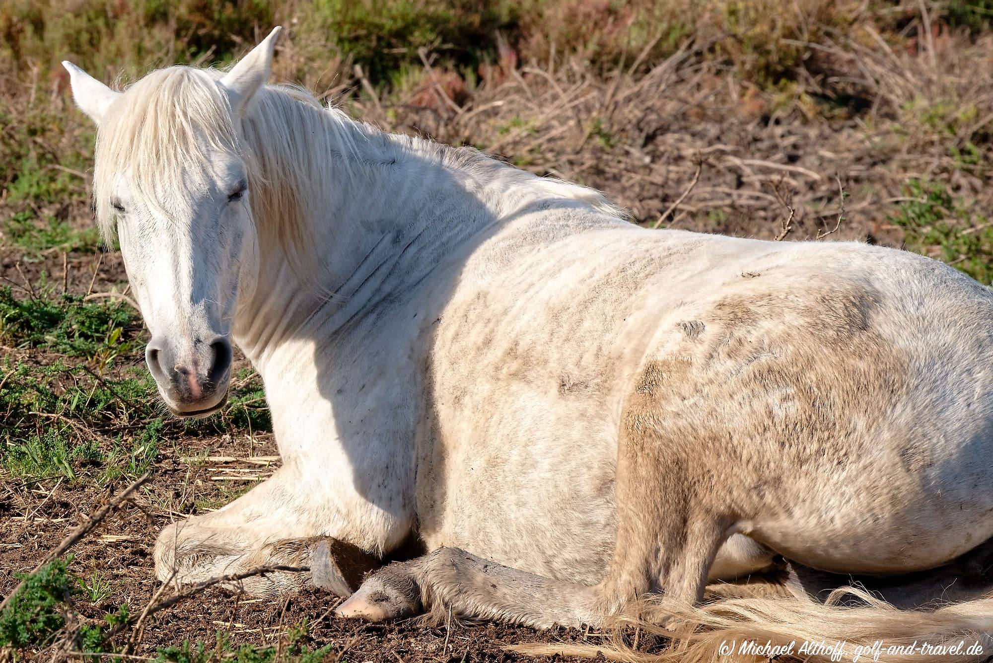 Camargue Fotos MZ5 _4010_DxO