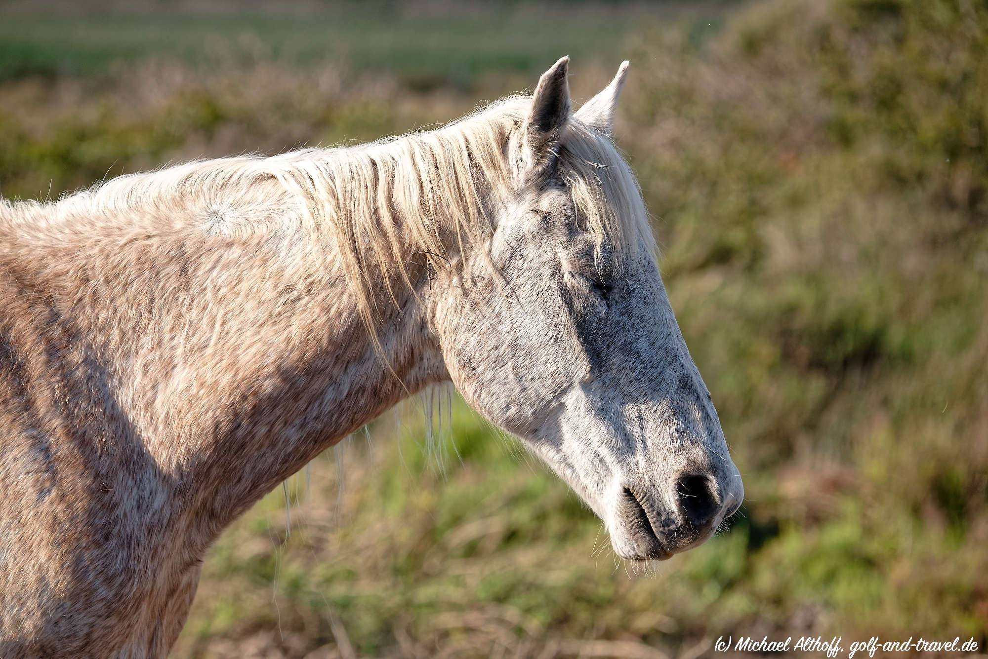 Camargue Fotos MZ5 _4019_DxO