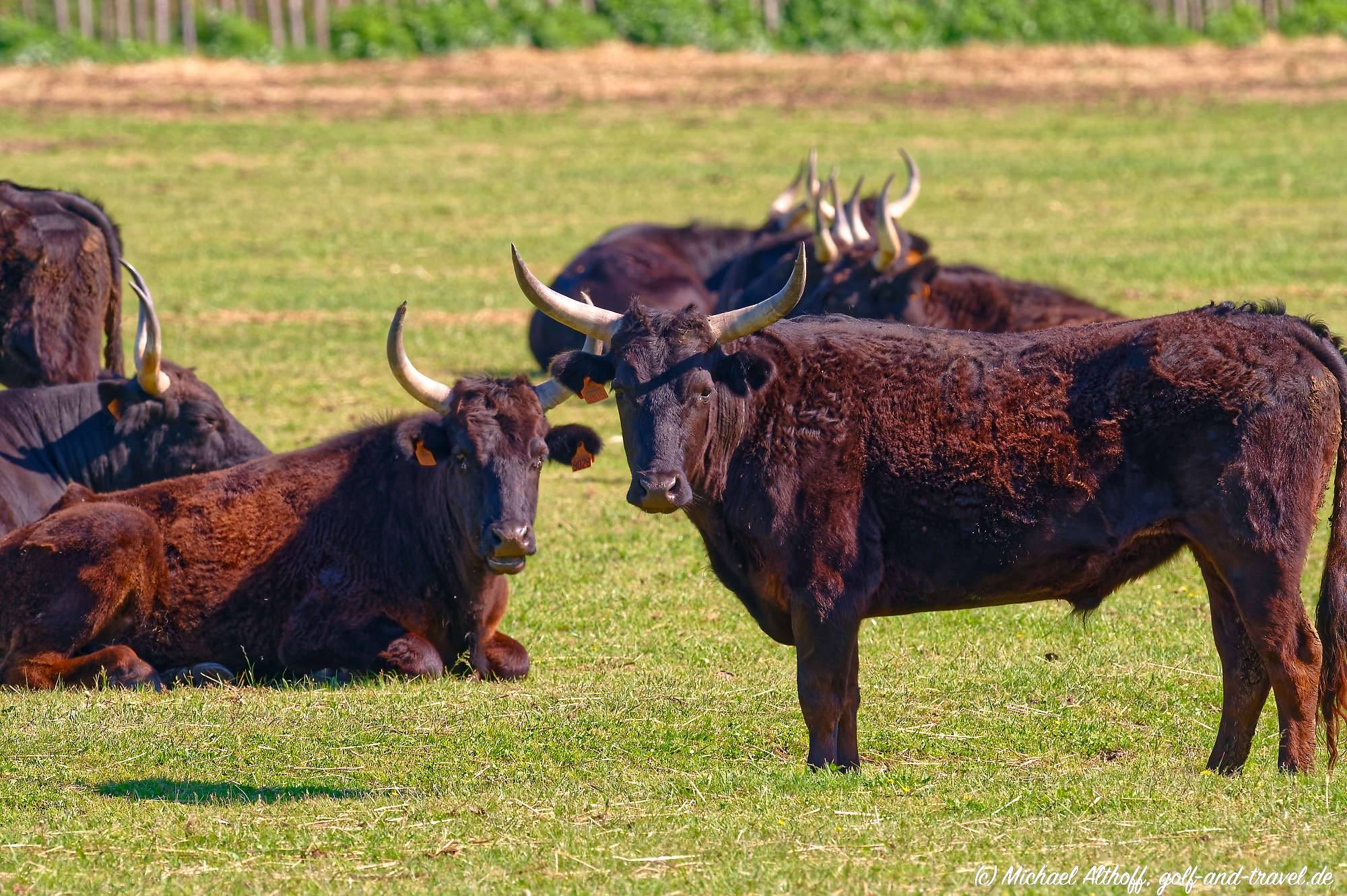 Camargue Fotos MZ6 _9501_DxO