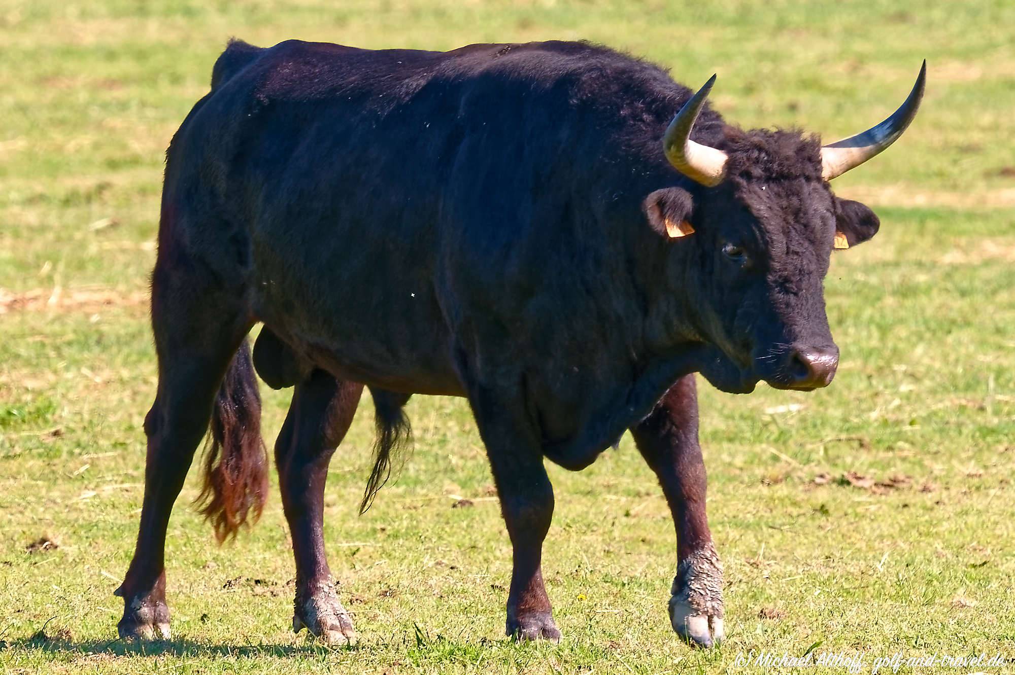 Camargue Fotos MZ6 _9510_DxO