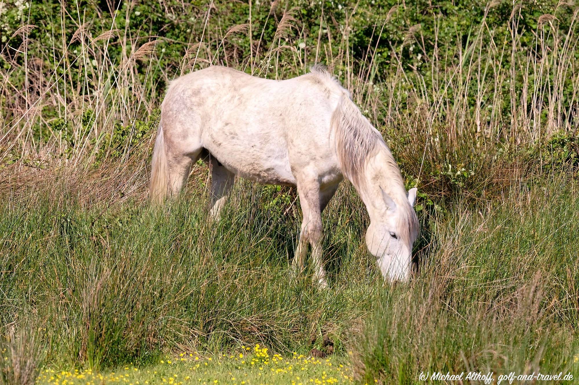 Camargue Fotos MZ6 _9515_DxO