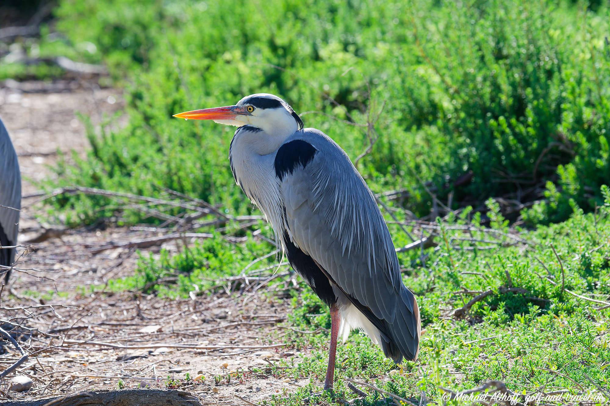 Camargue Vogelpark Fotos MZ6 _9245_DxO