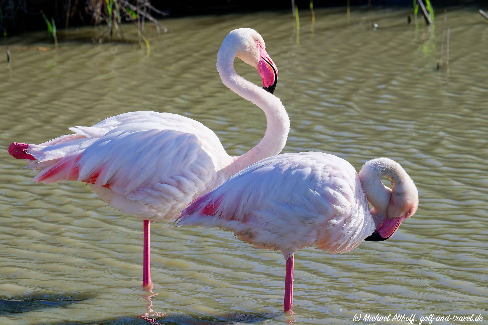 Camargue Vogelpark Fotos MZ6 _9263_DxO