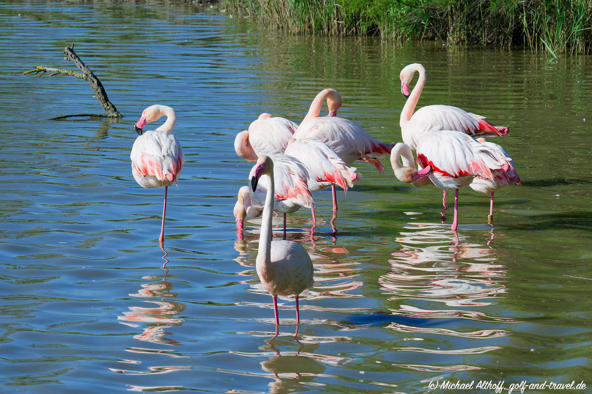 Camargue Vogelpark Fotos MZ6 _9279_DxO