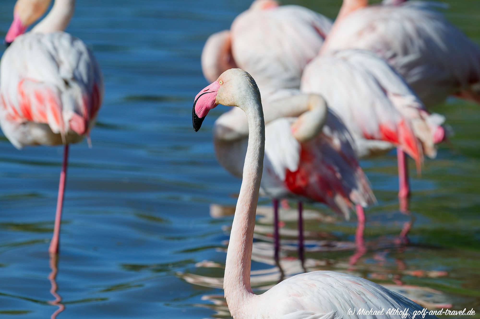 Camargue Vogelpark Fotos MZ6 _9281_DxO