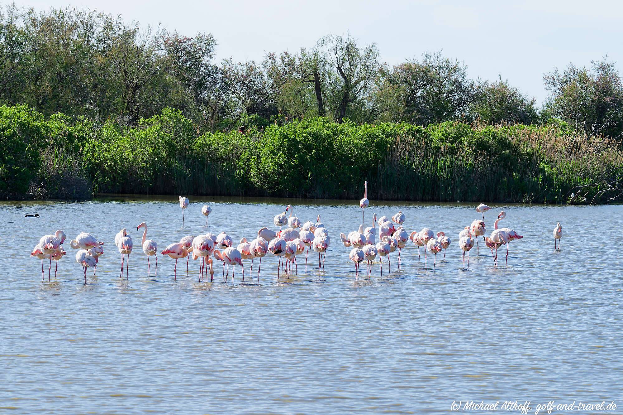 Camargue Vogelpark Fotos MZ6 _9297_DxO