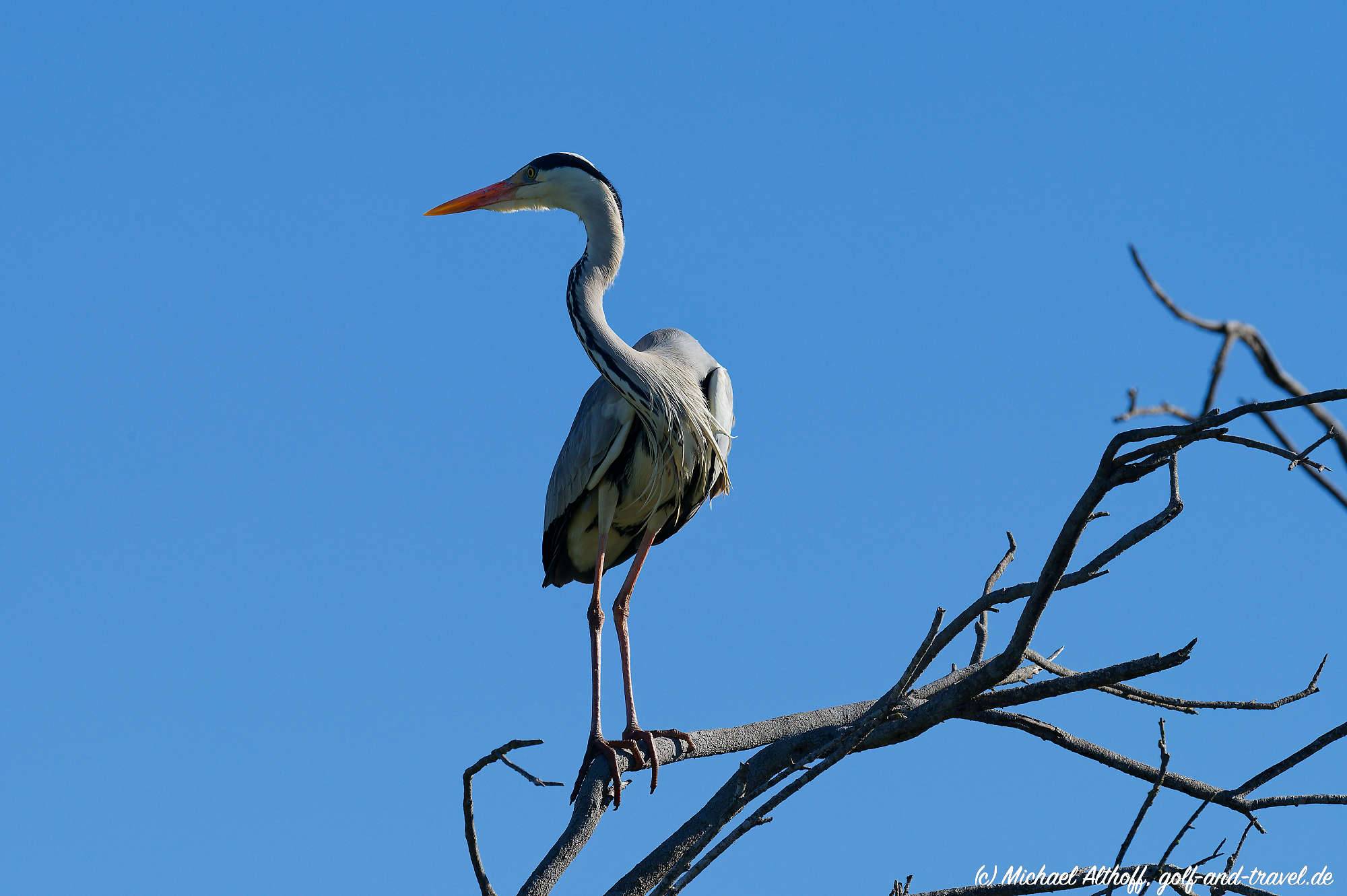 Camargue Vogelpark Fotos MZ6 _9311_DxO