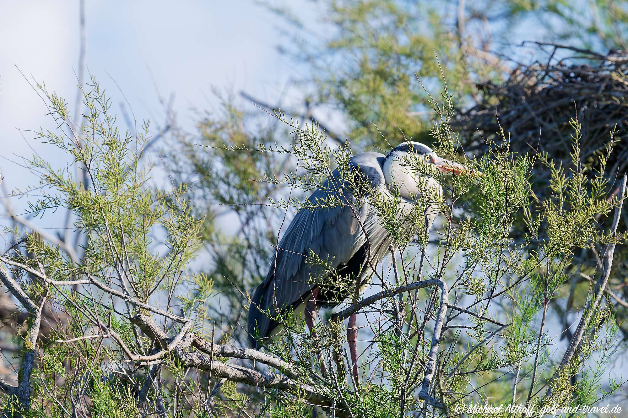 Camargue Vogelpark Fotos MZ6 _9312_DxO