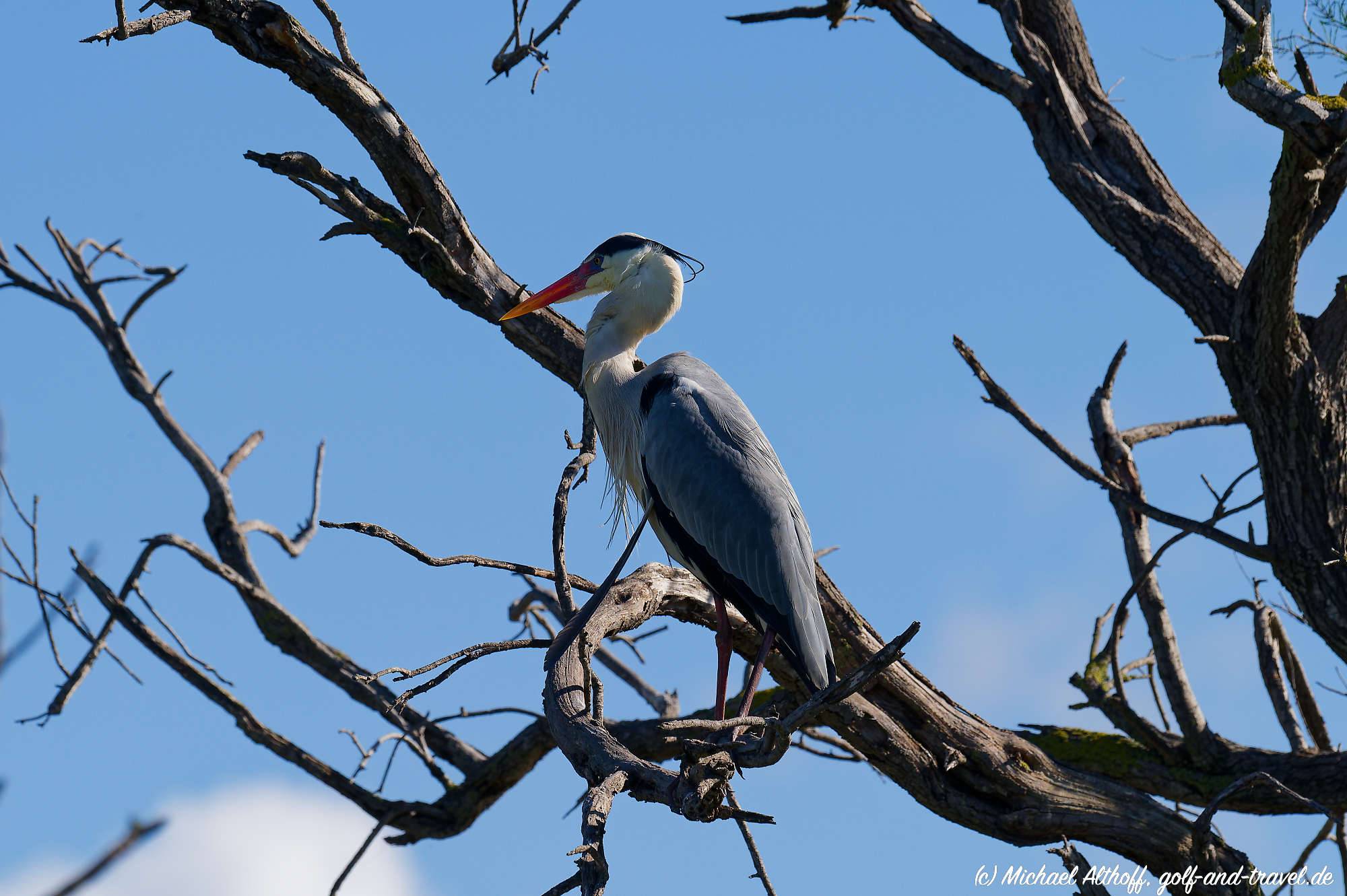 Camargue Vogelpark Fotos MZ6 _9317_DxO