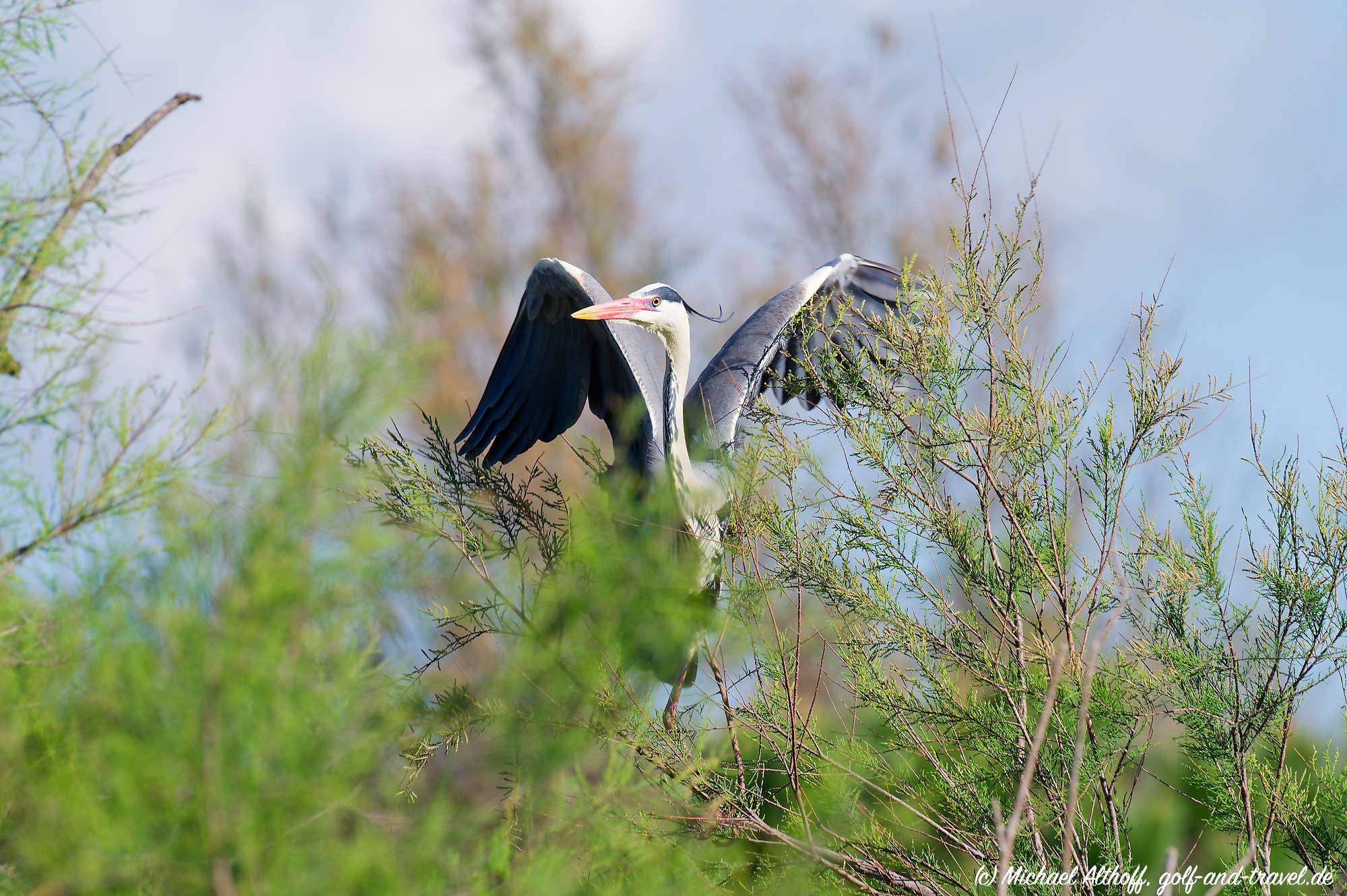 Camargue Vogelpark Fotos MZ6 _9320_DxO
