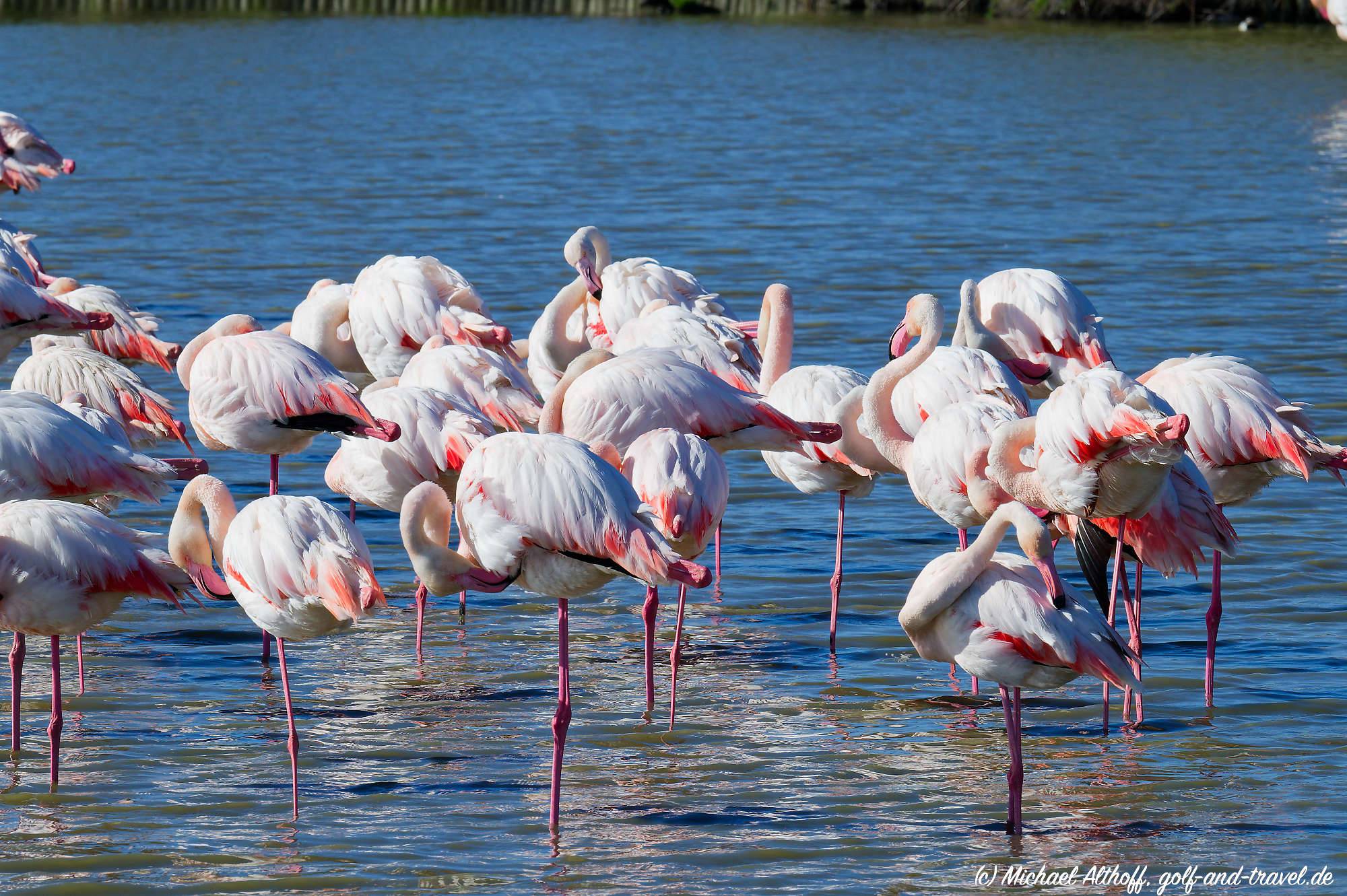 Camargue Vogelpark Fotos MZ6 _9324_DxO