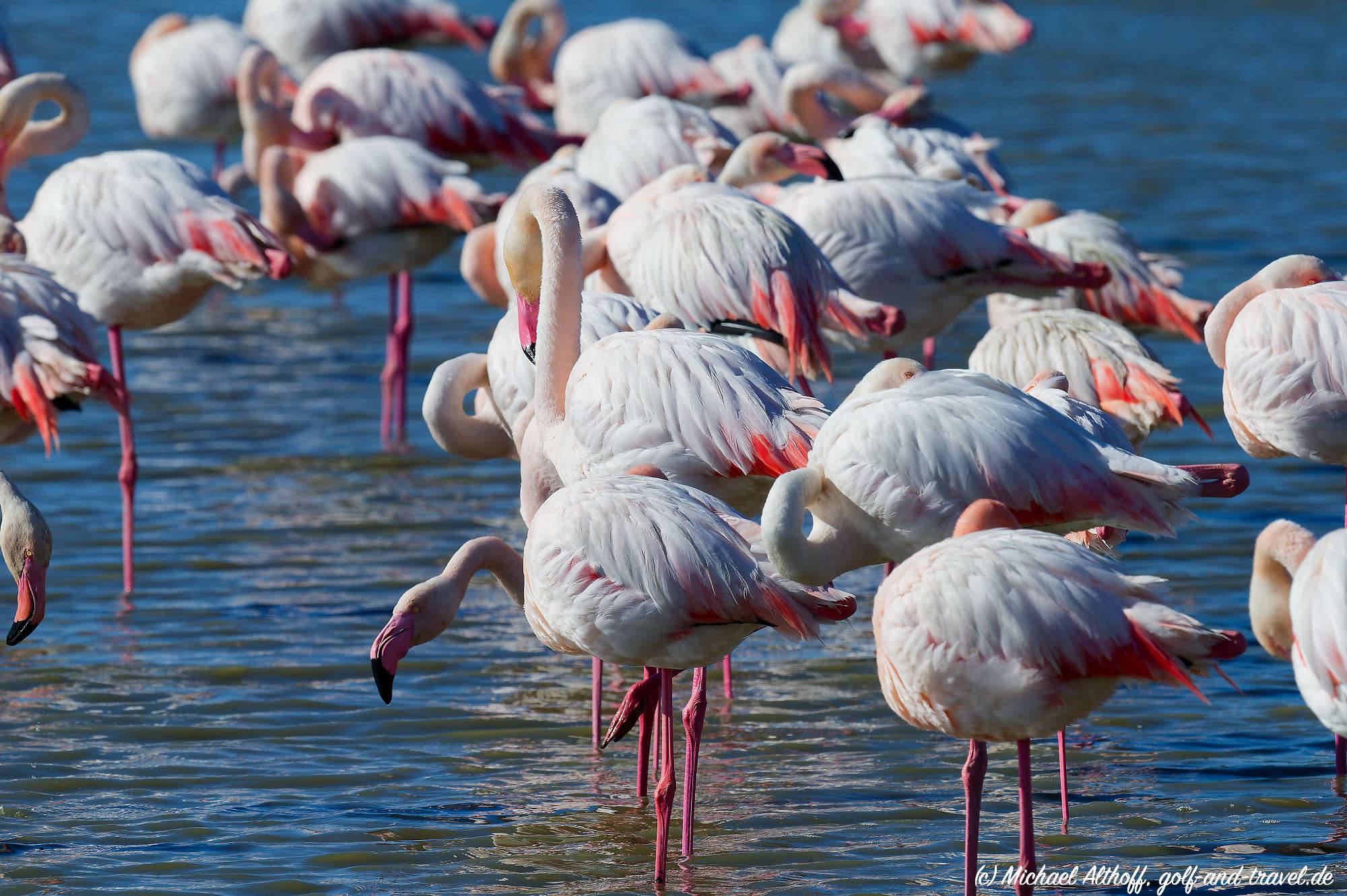 Camargue Vogelpark Fotos MZ6 _9330_DxO