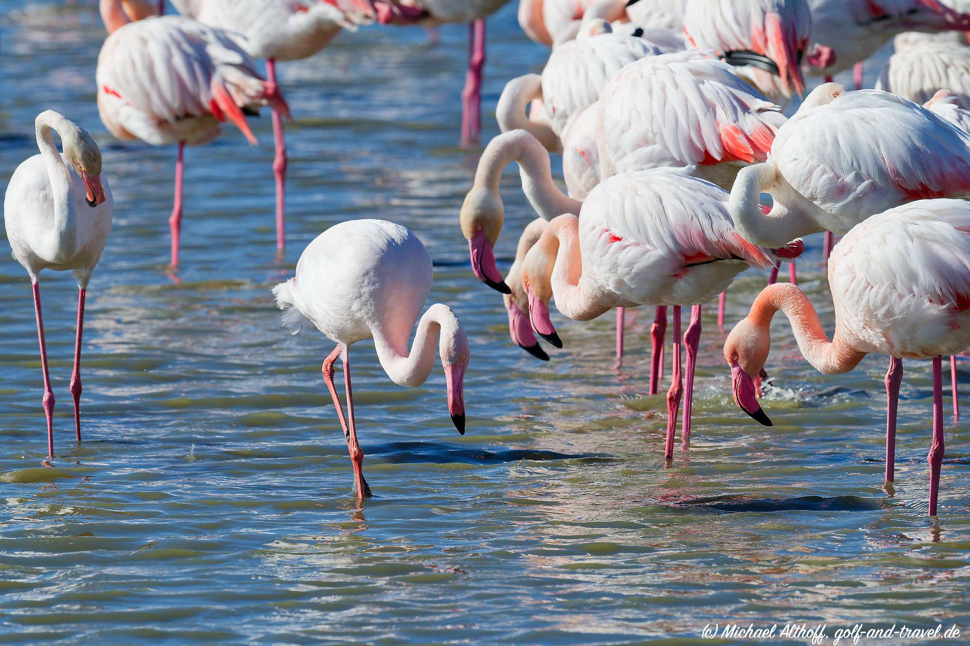 Camargue Vogelpark Fotos MZ6 _9336_DxO
