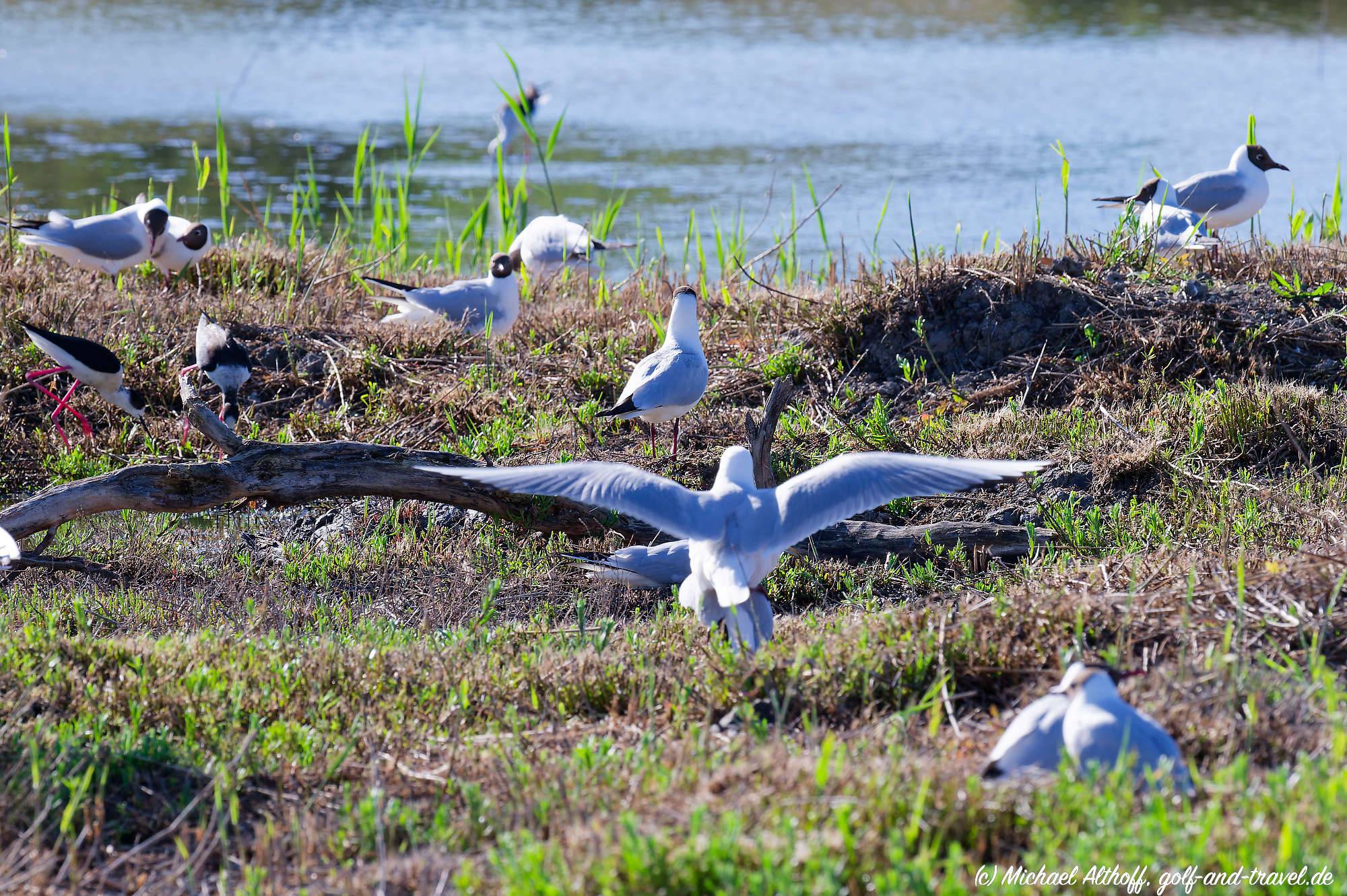 Camargue Vogelpark Fotos MZ6 _9344_DxO