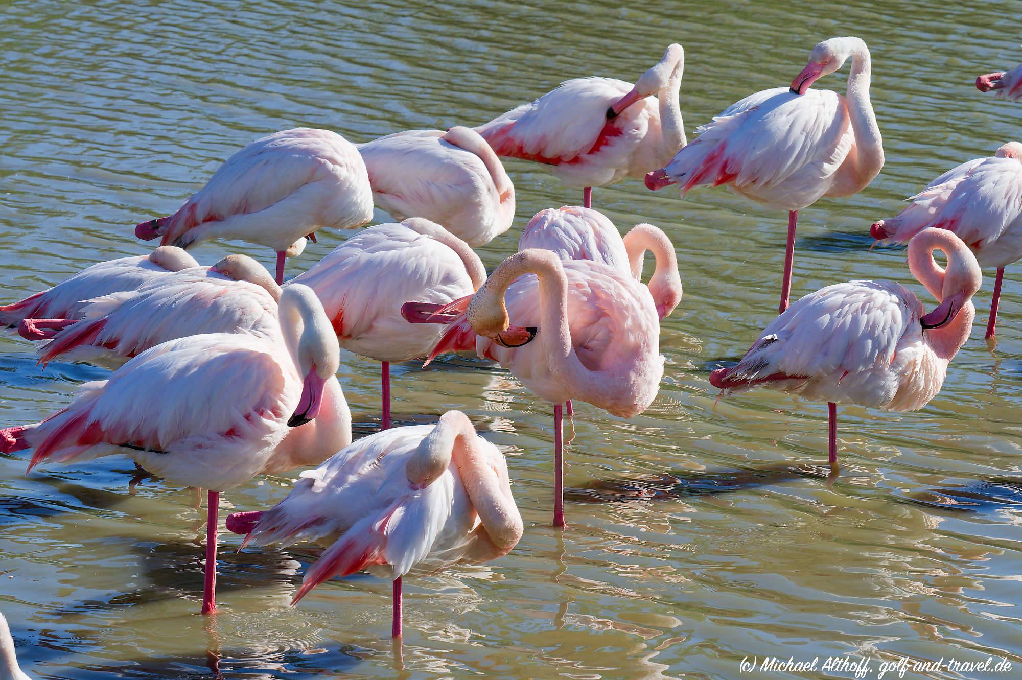 Camargue Vogelpark Fotos MZ6 _9347_DxO