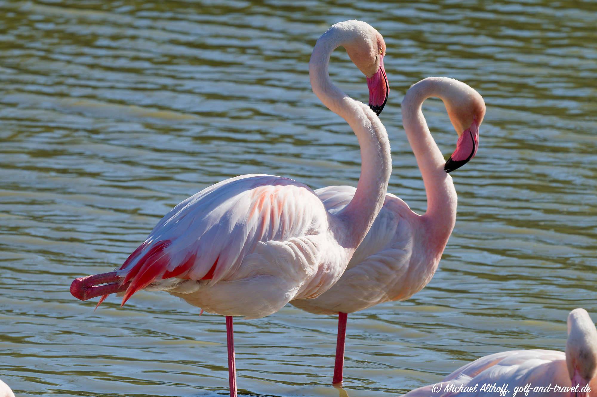 Camargue Vogelpark Fotos MZ6 _9363_DxO