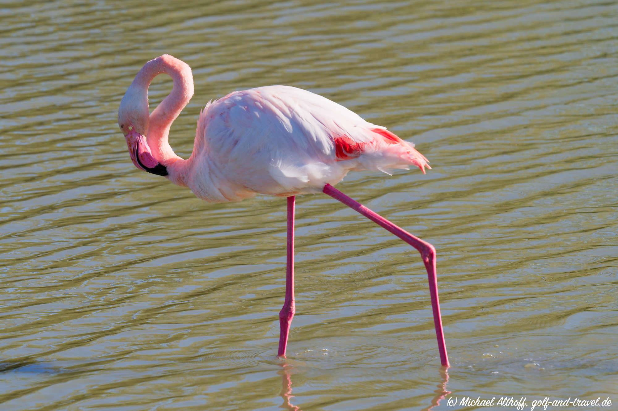 Camargue Vogelpark Fotos MZ6 _9396_DxO
