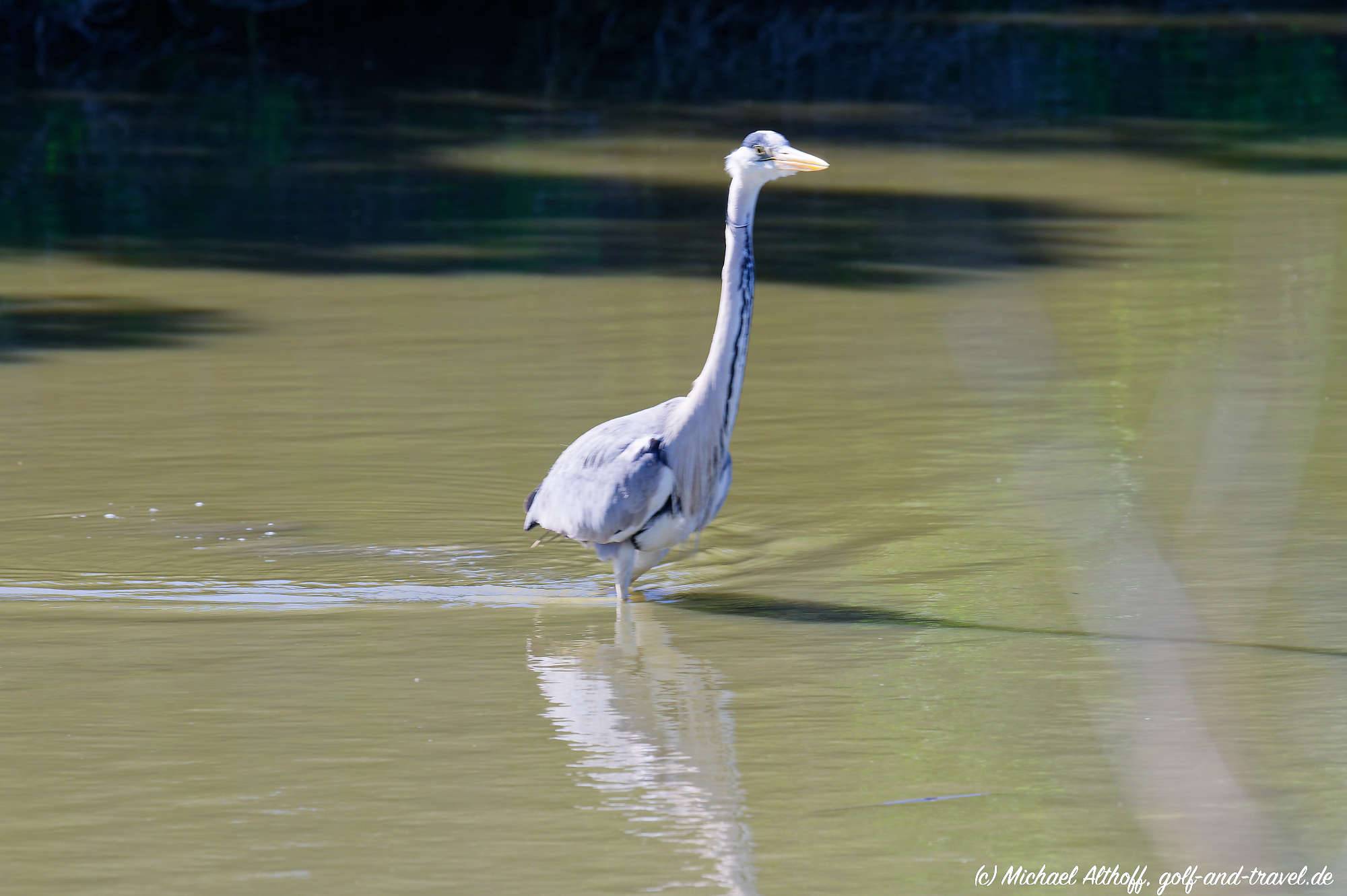 Camargue Vogelpark Fotos MZ6 _9422_DxO