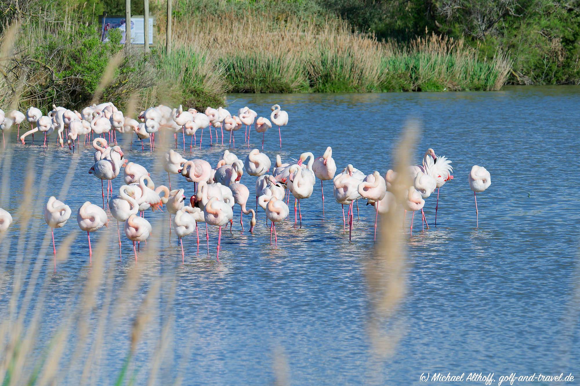Camargue Vogelpark Fotos MZ6 _9427_DxO