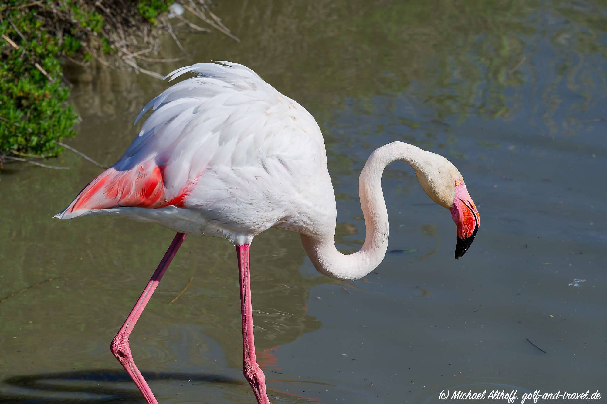 Camargue Vogelpark Fotos MZ6 _9466_DxO