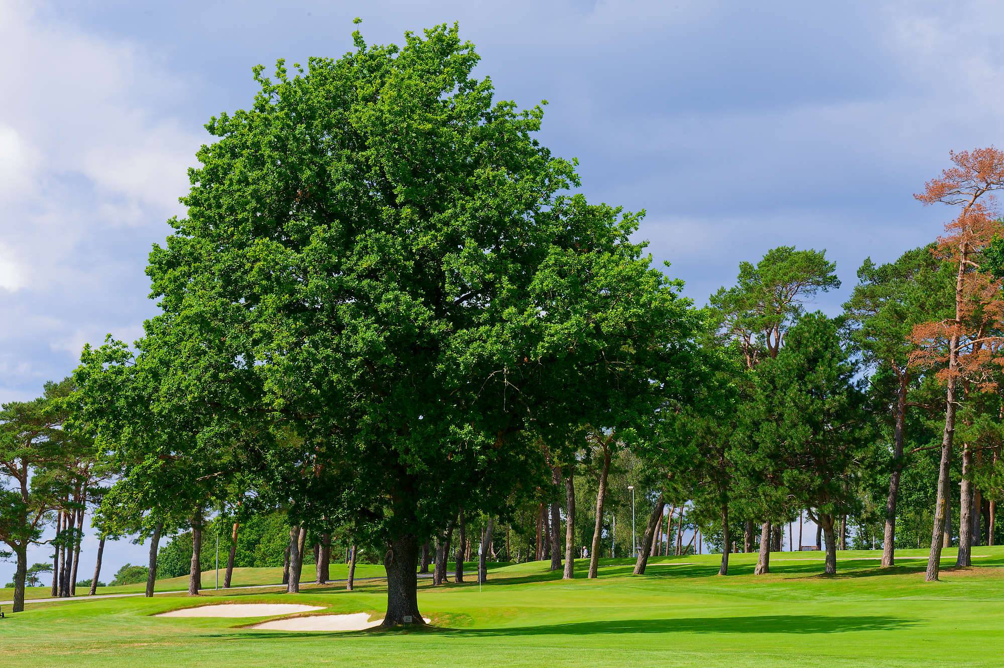 Barsebaeck Ocean Course Bahn 1-9 MZ6 _0476_DxO