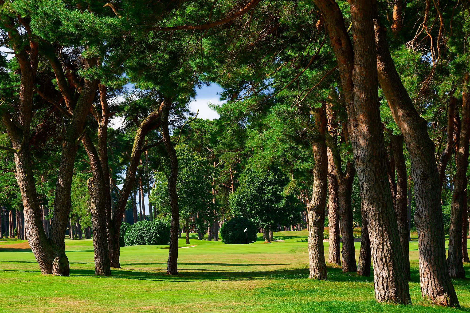 Barsebaeck Pine Course Bahn 1-9 MZ6 _0356_DxO