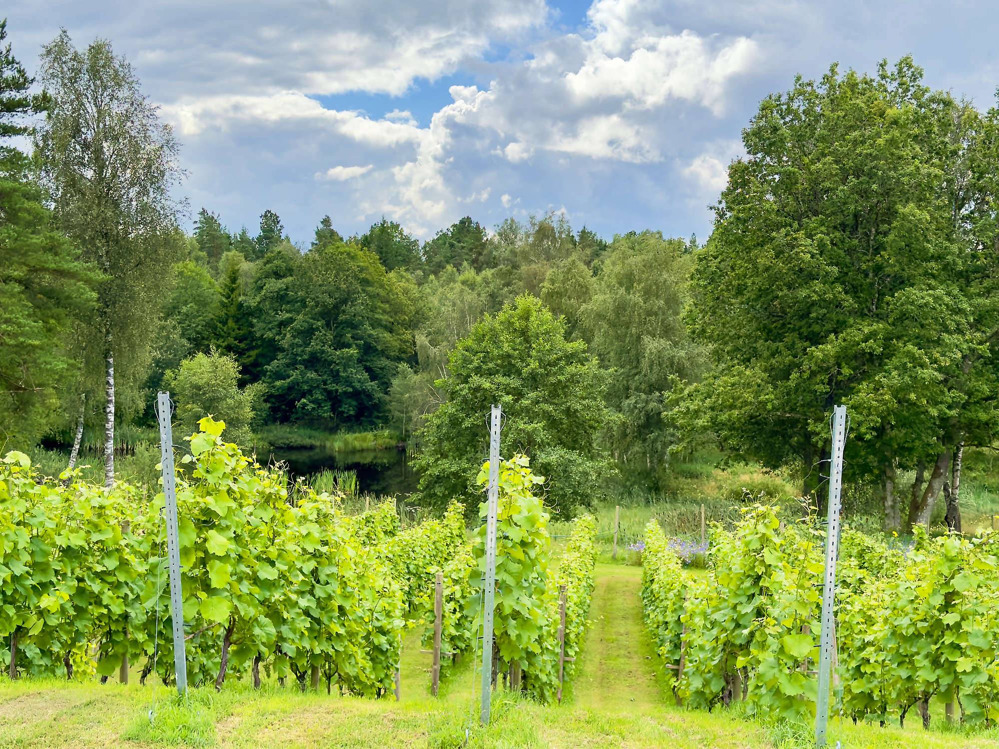 Fotos Vittsjö Vingard IMG _1190_DxO