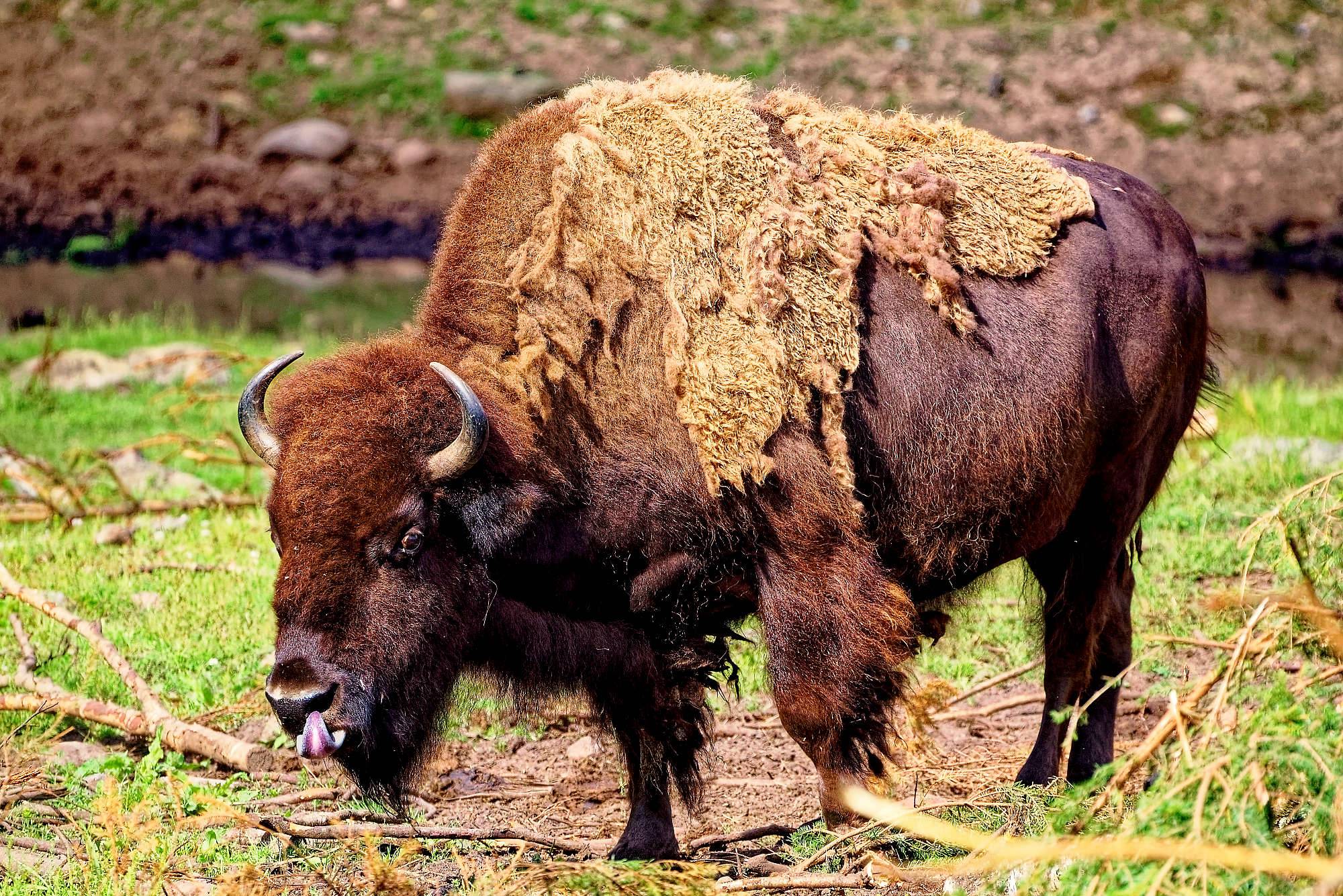 Smalandet Fotos Bisons MZ5 _4536_DxO