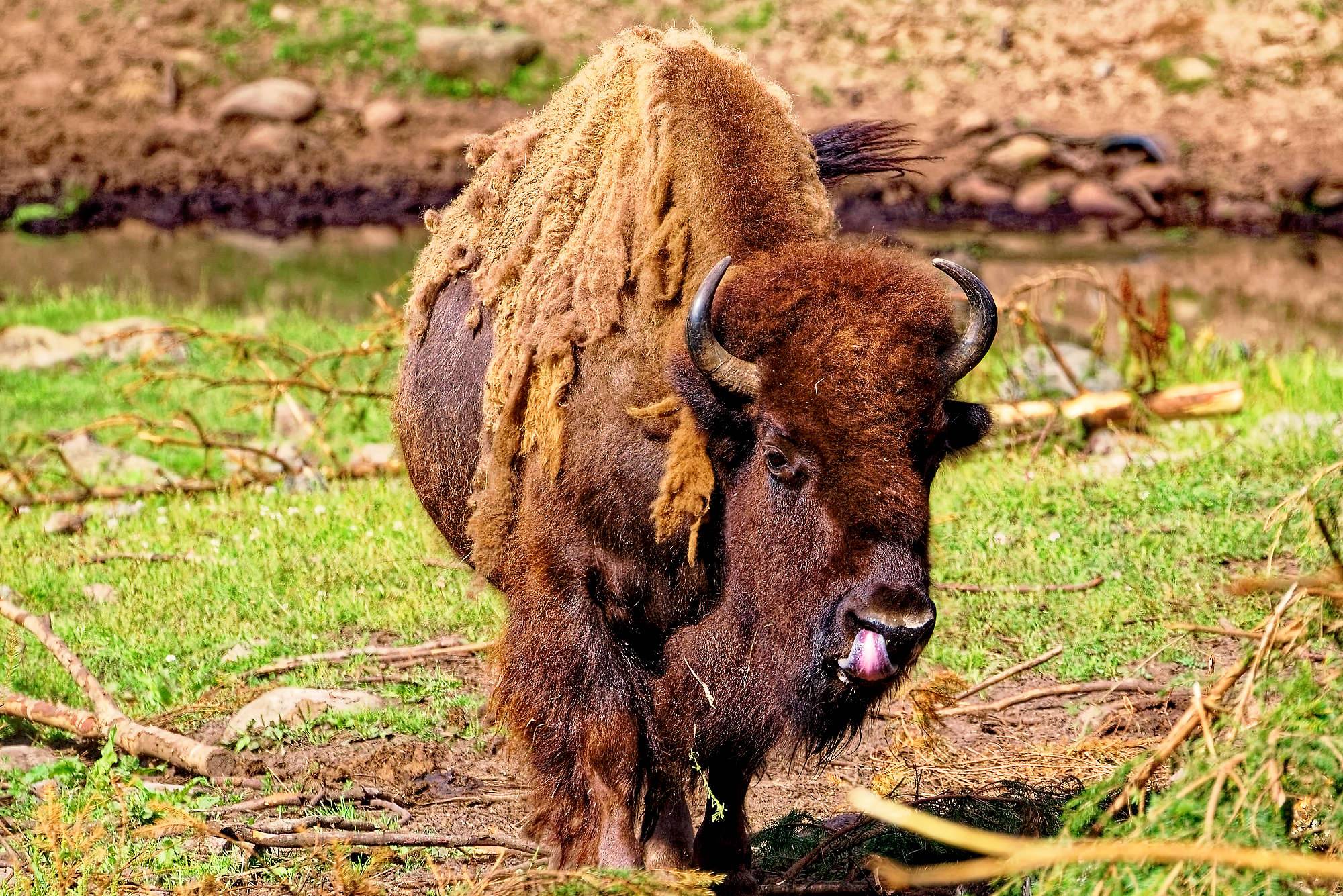 Smalandet Fotos Bisons MZ5 _4538_DxO