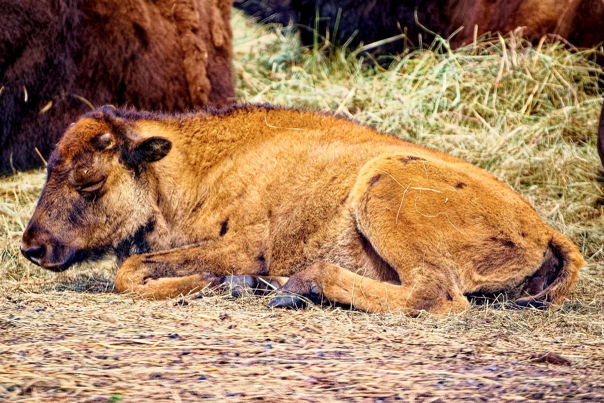 Smalandet Fotos Bisons MZ5 _4541_DxO