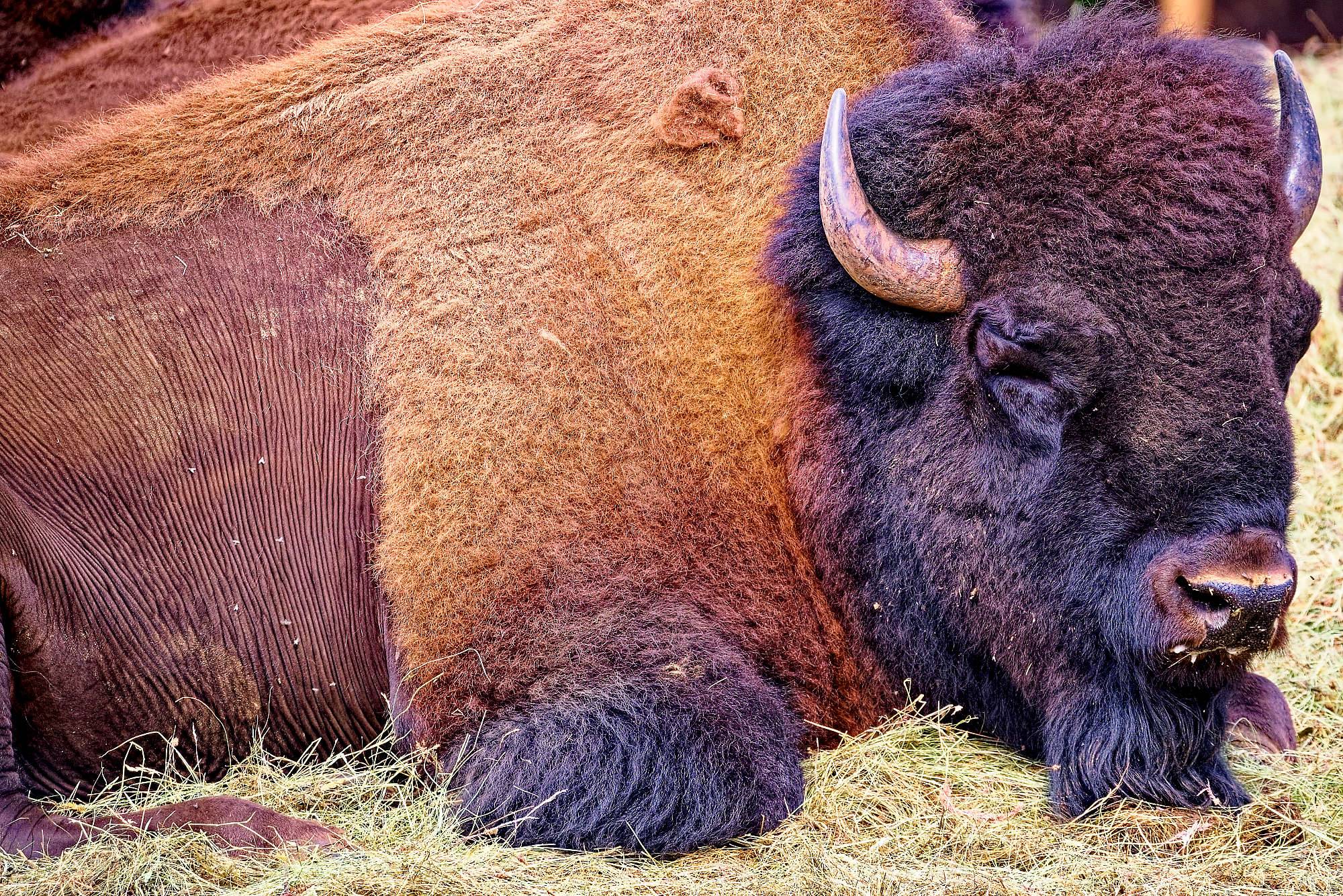 Smalandet Fotos Bisons MZ5 _4548_DxO