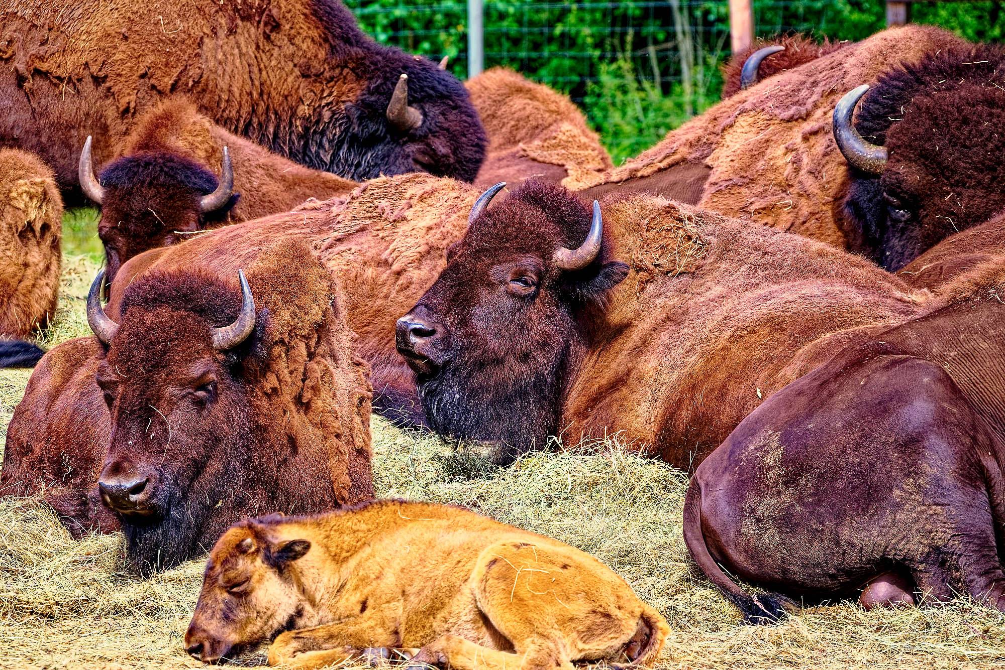 Smalandet Fotos Bisons MZ5 _4557_DxO