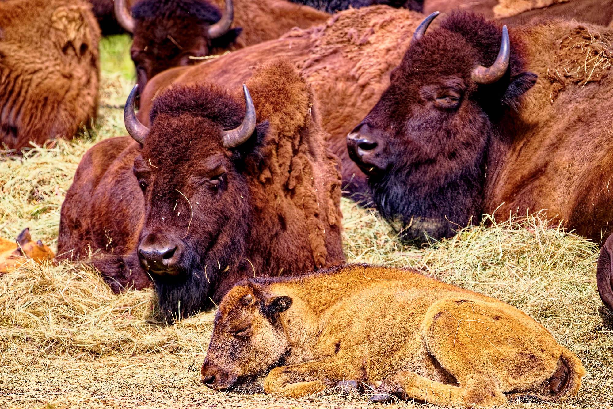 Smalandet Fotos Bisons MZ5 _4558_DxO