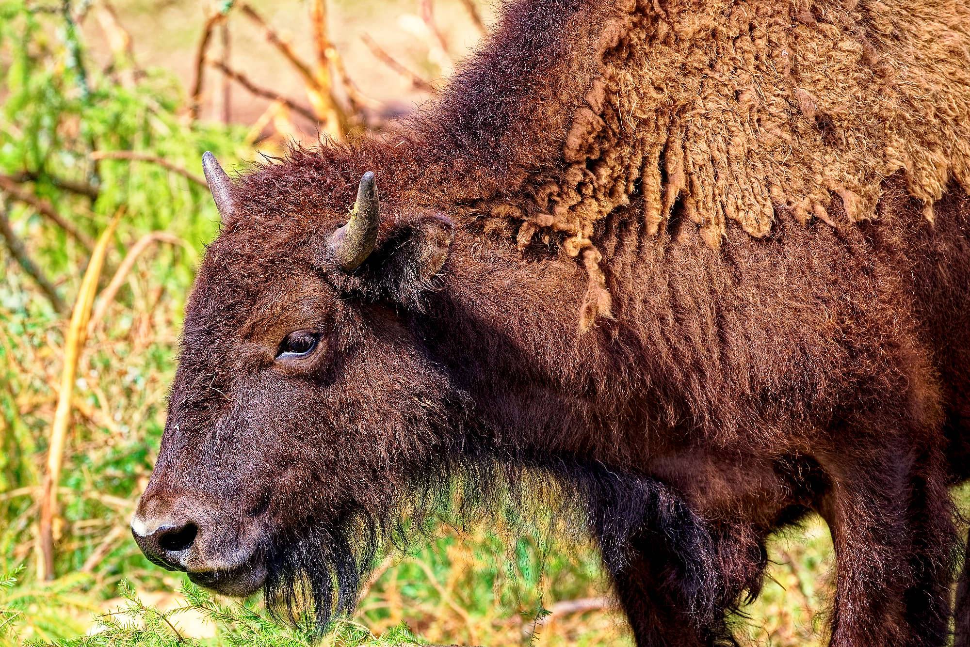 Smalandet Fotos Bisons MZ5 _4562_DxO