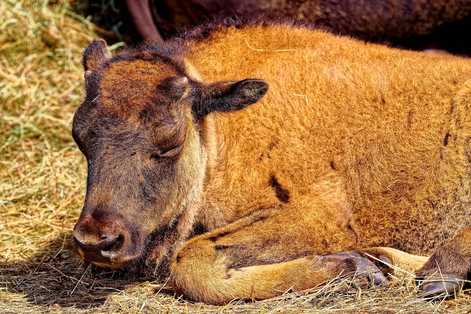 Smalandet Fotos Bisons MZ5 _4563_DxO