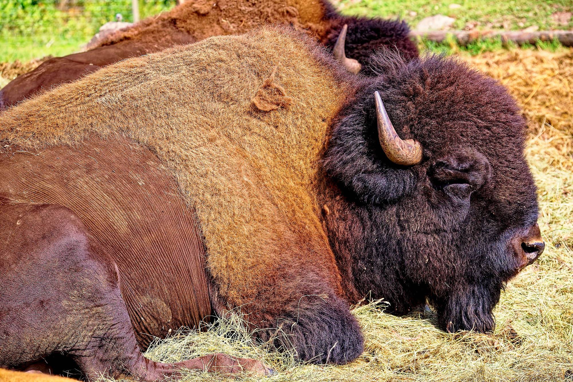 Smalandet Fotos Bisons MZ5 _4568_DxO