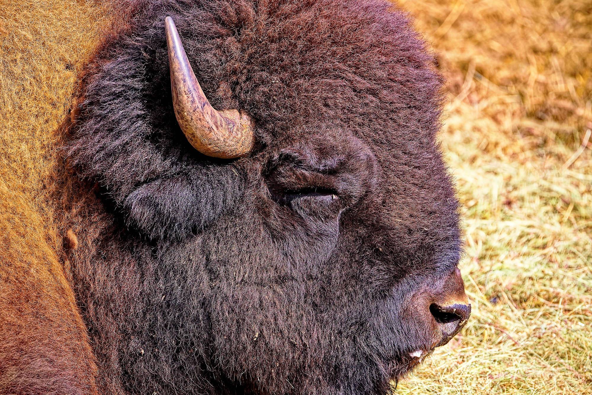 Smalandet Fotos Bisons MZ5 _4571_DxO